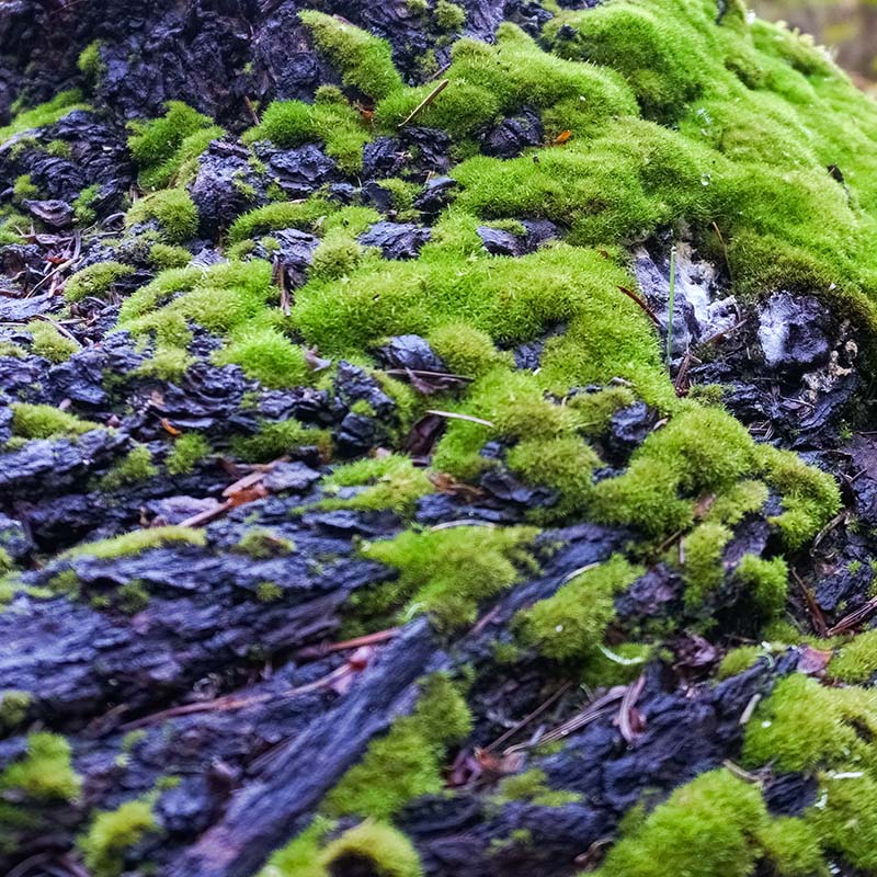 Bark with green moss growing