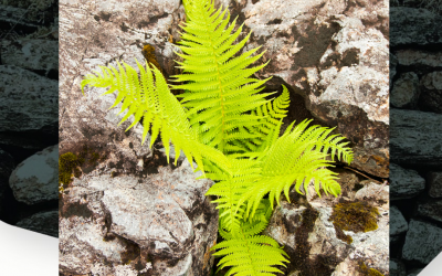 The benefits of single debtor invoice finance